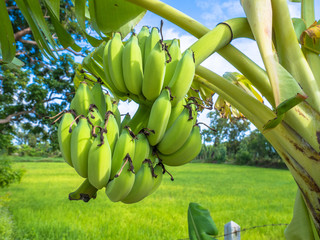 Green banana with blossom on banana tree around green field.