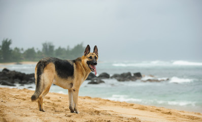 German Shepherd dog standing on pretty beach