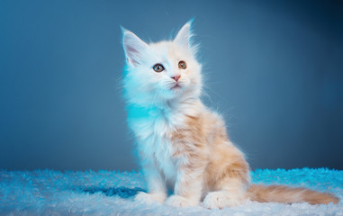 Obraz premium Beautiful stylish purebred maine coon cat. Animal portrait. Purebred cat is lying. Colorful decorations