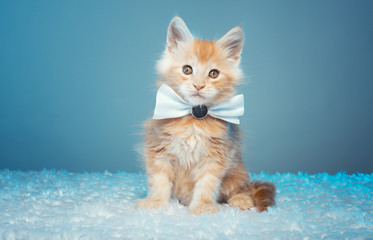 Beautiful stylish purebred maine coon cat. Animal portrait. Purebred cat is lying. Colorful decorations