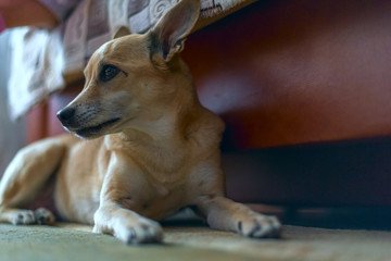 A domestic dog rests on a carpet  