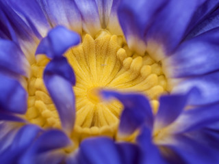 Macro shot of a purple and yellow lotus flower, Thailand