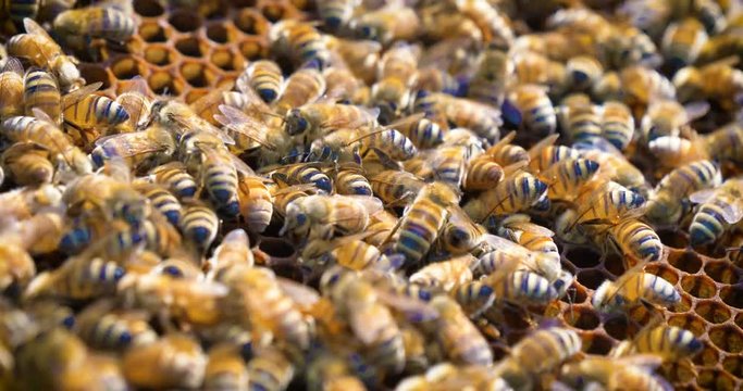 Beehive bee, domestic bees make honeycombs, extract honey, for procreation, hardworking. Concept: yellow gold honeycomb, fresh honey, natural product, reproduction of bees, swarm of bees, wax, new.