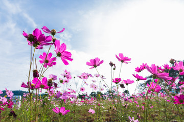 Pink and red cosmos flowers