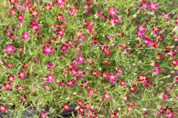 Obraz na płótnie Canvas gypsophila red flowers