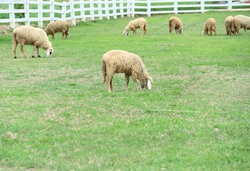 Sheep on the farm