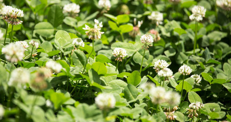Fototapeta na wymiar White flowers on a clover
