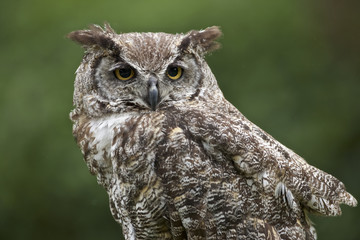 Great Horned Owl (Bubo virginianus) <>