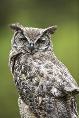 Great Horned Owl (Bubo virginianus) <>