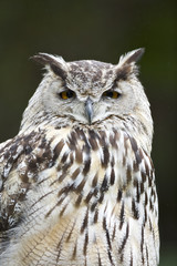 Eurasian Eagle Owl (Bubo bubo), <>