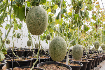 Melon cantaloupe