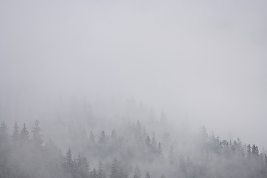 Mist Covered Coastal Rain Forest, Kenai Fjords, Alaska