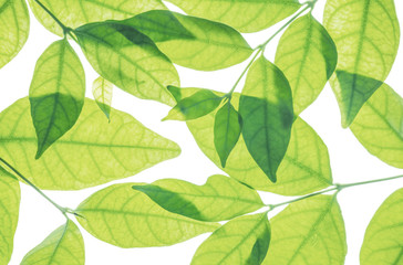 Closeup fresh green leaves isolated on white background