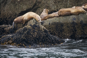 Steller Sea Lion (Eumetopias jubatus) hauled out, Kenai Fjords Alaska, USA