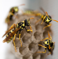 The wasp sits on an aspen
