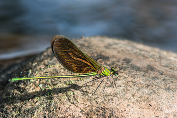 dragonfly on stone