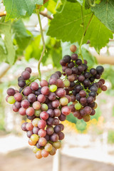 red wine grapes