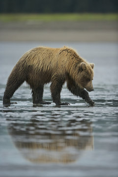 Grizzly Bear (Ursus arctos horribilis) looking for clams on a beach at low tide, Lake Clark NP, Cook Inlet, Alaska