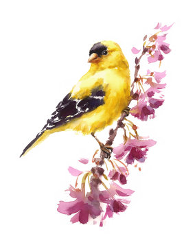 Watercolor Bird American Goldfinch Sitting on the Flower Branch Hand Painted Floral Greeting Card Illustration