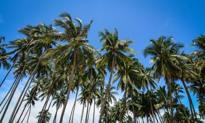 Grove of coconut trees in southern Vietnam