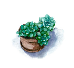 Watercolor green succulent in pot on white background