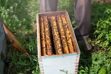 The bees at front hive entrance close-upClose up view of the opened hive body showing the frames...