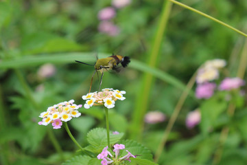ランタナの花の蜜を吸うオオスカシバ