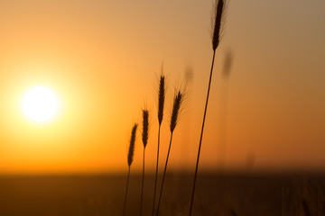 Ears of wheat on the background of a golden sunset