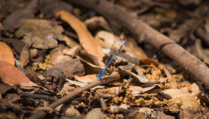 Blue Damselfly
