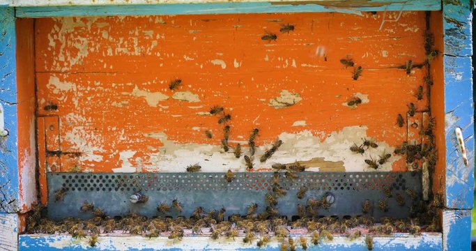 Multicolored colorful hive bee, homemade bees make honeycombs, extract honey, for procreation, hardworking. Concept: yellow golden honeycomb, fresh honey, natural product, reproduction of bees, swarm.