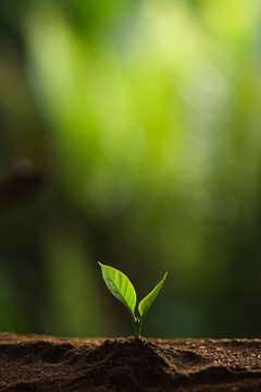 Fototapeta Plant a tree in nature,coffee tree,fresh