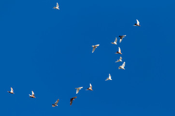 A flock of pigeons on a blue sky