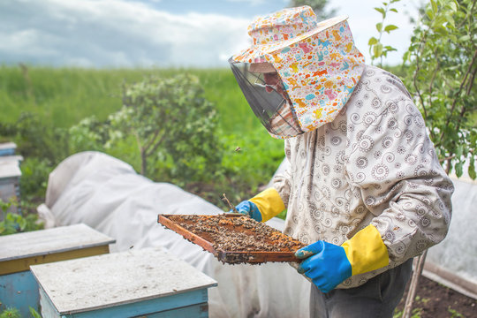 The beekeeper holds a frame with larvae of bees in his hands. Honeycombs are developing larvae of bees future generation of beneficial insects. Closeup