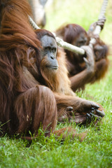 Naklejka premium orangutan
