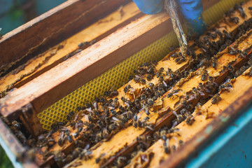 The bees at front hive entrance close-upClose up view of the opened hive body showing the frames...