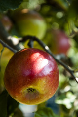 red apple