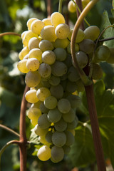 a cluster of grapes