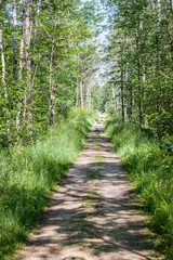 Fototapeta na wymiar A dirt path through a green forest