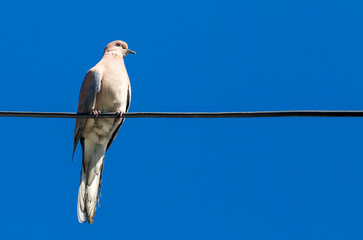 Dove on an electric wire on a blue sky background