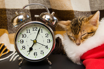 Naklejka premium The kitten sleeps in a red cap until the alarm goes off, standing row