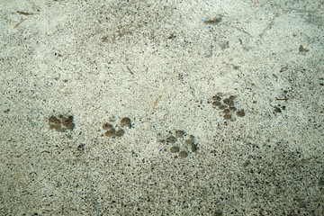 Cat tracks in the asphalt