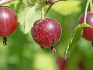 Stachelbeeren, Ribes uva-crispa