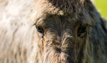 Eyes on a donkey's head in the open air