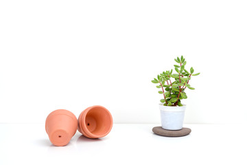 Little succulent plant with terracotta pots on white background, indoor.