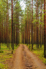 Obraz premium dirt road in a pine forest