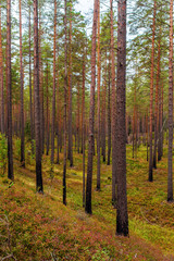 Fototapeta na wymiar pine forest in early autumn
