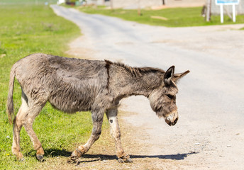 The donkey crosses the road