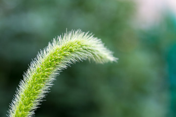 Bristle green genus of annual plants