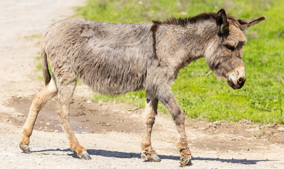 The donkey crosses the road