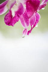 Purple and pink phalangers, orchid flower